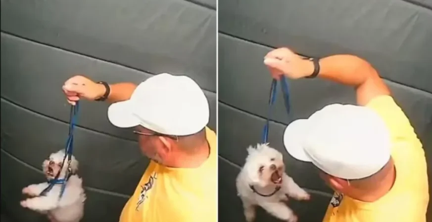 Guarda aposentado agride cãozinho dentro do elevador em SP; vídeo