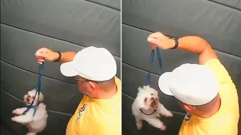 Guarda aposentado agride cãozinho dentro do elevador em SP; vídeo