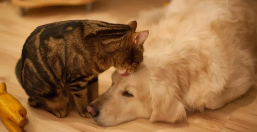 Lei define guarda compartilhada de pets; veja detalhes