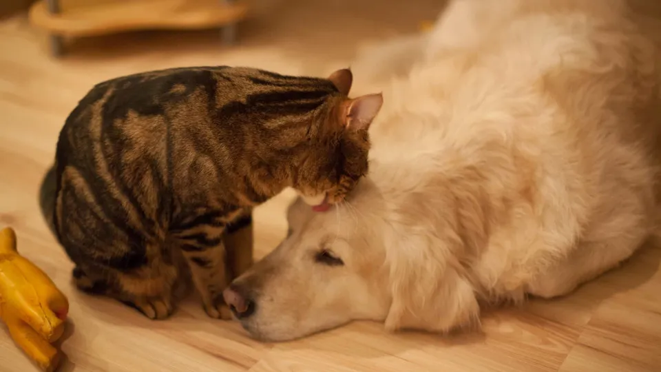Lei define guarda compartilhada de pets; veja detalhes