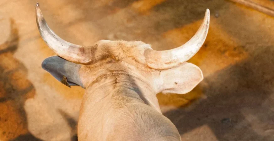 Peão morre após ser pisoteado por touro em rodeio no interior de São Paulo