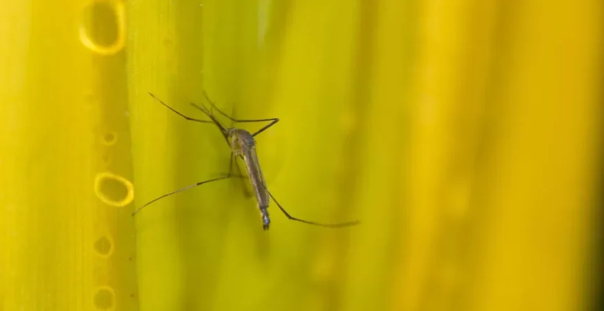Estado de SP confirma mais duas mortes por febre amarela