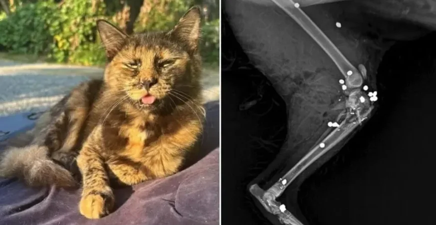 Gata é morta com 27 tiros de espingarda em SC; Polícia investiga
