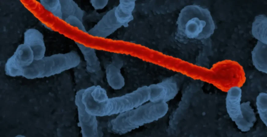 national institute of allergy and infectious diseases UASwQWDeQoc unsplash