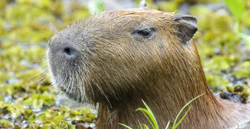 Capivara espancada no Rio é devolvida à natureza após tratamento