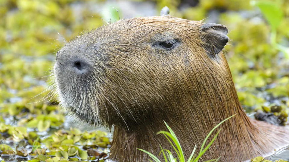 Capivara espancada no Rio é devolvida à natureza após tratamento