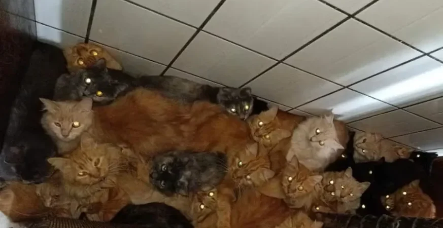 Mais de 400 gatos doentes são encontrados em apartamento em SC